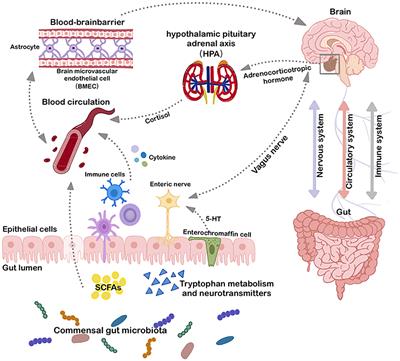 Gut microbes in central nervous system development and related disorders